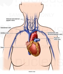 Venous Anatomy of the Upper Thorax