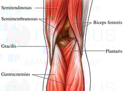 Posterior Muscles of Knee