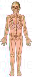 Skeleton of Pre-pubescent Male - Anterior View