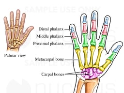 Anatomy of the Hand and Wrist Bones
