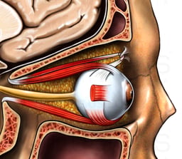 Eyeball in Orbit with Musculature, Lateral View