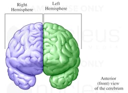 The Cerebral Hemispheres