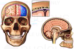 Anatomy of the Brain and Meninges