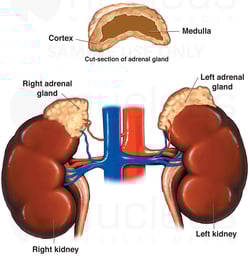 Anatomy of the Adrenal Glands