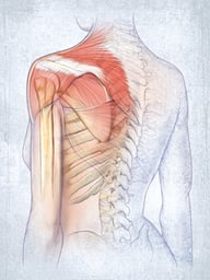 Posterolateral Shoulder and Spine Anatomy