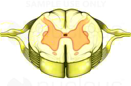 Spinal Cord, Cut-section