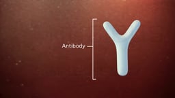 Regions of an Antibody