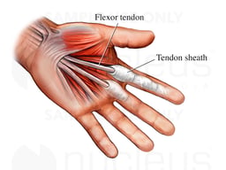 Hand: Palmar View