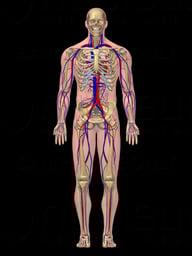 Male Cardiovascular and Skeletal System