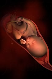 Week 39 in Fetal Development