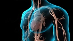 Cardiovascular System Highlighting the Heart and Major Vessels
