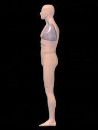 Lateral Male Respiratory System - 3D