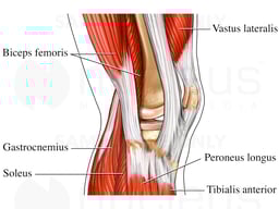 Lateral Muscles of Knee