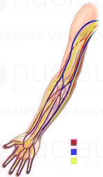 Anatomy of the Arm - Nerves, Arteries and Veins