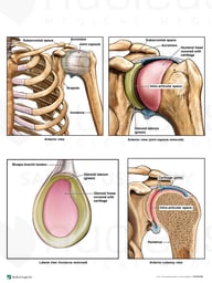 Anatomy of the Left Glenohumeral (Shoulder) Joint