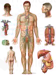 Anatomy of the Lymphatic System