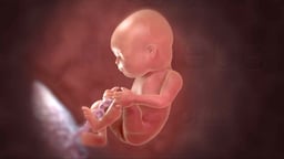 Overview of the Second Trimester of Pregnancy