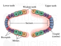 Secondary Teeth