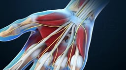 Hand Anatomy: Structures in Carpal Tunnel