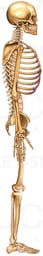 Full Skeleton, Lateral View
