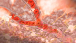 Cerebral Vascular Supply