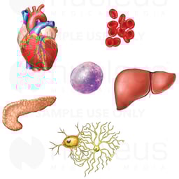 Stem Cell Research - Organs