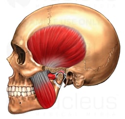 Adult Skull with Cut-away TMJ and Muscles, Lateral View