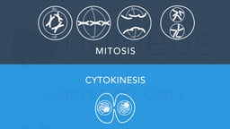 Biology: The Cell: 10: Cell Division - Mitosis and Cytokinesis