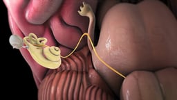 Auditory Nerve: From Inner Ear to Brain