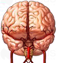 Anterior View of the Brain with Arterial Supply