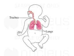 Respiratory System of a Newborn