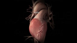 Heart with Aorta Highlighted