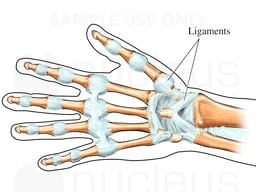 Ligaments of the Hand