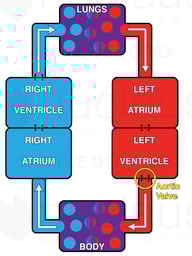 Schematic of Blood Circulation