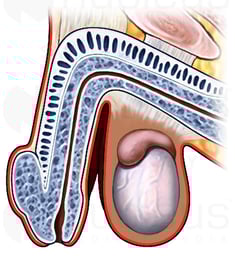 Penis: Sagittal Section