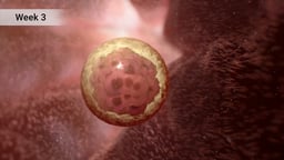 Morula Stage of Embryonic Development at Week 3