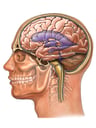 Head and Neck with Brain Ventricles, Lateral View