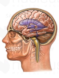 Head and Neck with Brain Ventricles, Lateral View