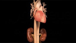 Treatment for High Blood Pressure