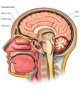 Cut-away view of Head