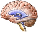 Brain with Ventricles (Lateral View)