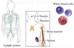 Immune System of a Woman