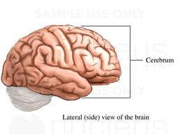 The Cerebrum