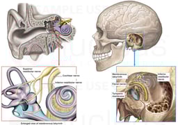 Nerve Supply (Innervation) of the Inner Ear