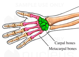 The Carpal and Metacarpal Bones