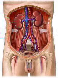 Posterior Abdominal Wall and Urinary Sysem