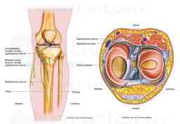 Anatomy of the Saphenous Nerve