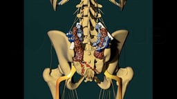Complex Spinal and Pelvic Fixation Surgery