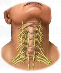 Anterior Cervical Spine and Nerves