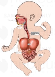 Anatomy of the Infant Digestive System